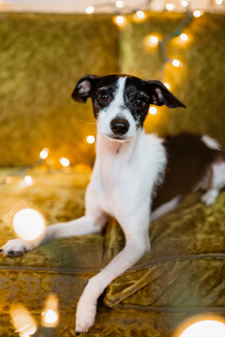 Badger, a Miniature Schnauzer and Chihuahua mix tested with EmbarkVet.com