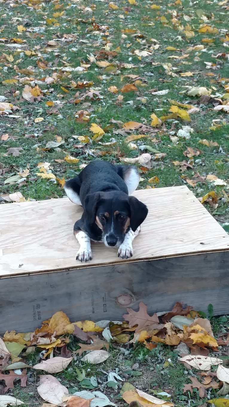 Annie, a Beagle and Australian Shepherd mix tested with EmbarkVet.com