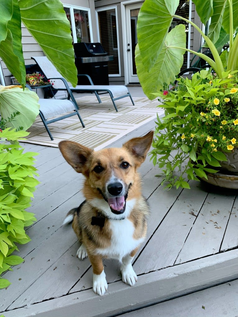 Stevie, a Pembroke Welsh Corgi and Miniature/MAS-type Australian Shepherd mix tested with EmbarkVet.com