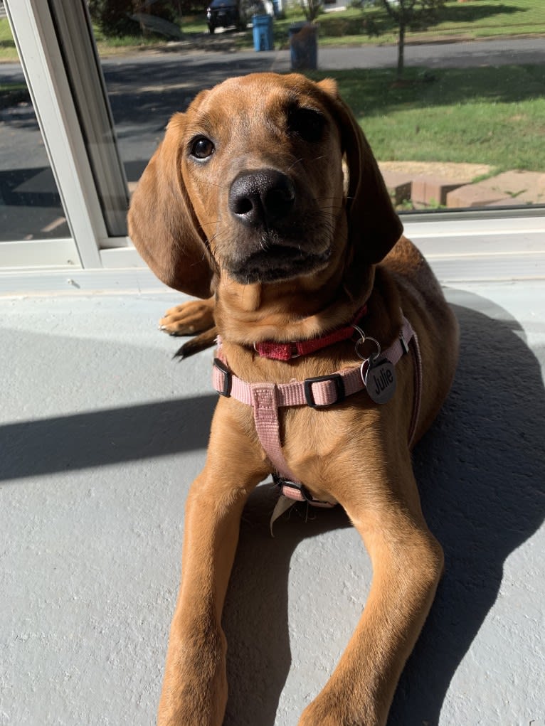 Julie, a Redbone Coonhound and Plott mix tested with EmbarkVet.com