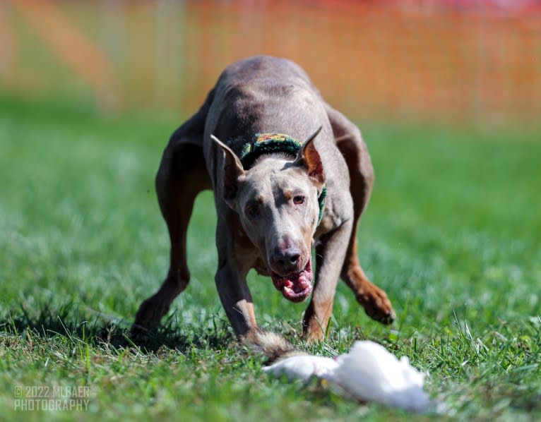 Titan, a Doberman Pinscher tested with EmbarkVet.com