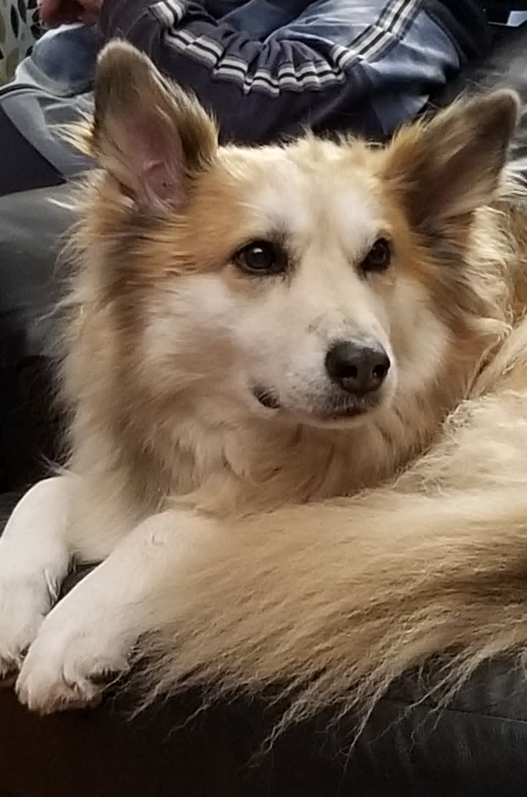 Amber, an Australian Cattle Dog and German Shepherd Dog mix tested with EmbarkVet.com