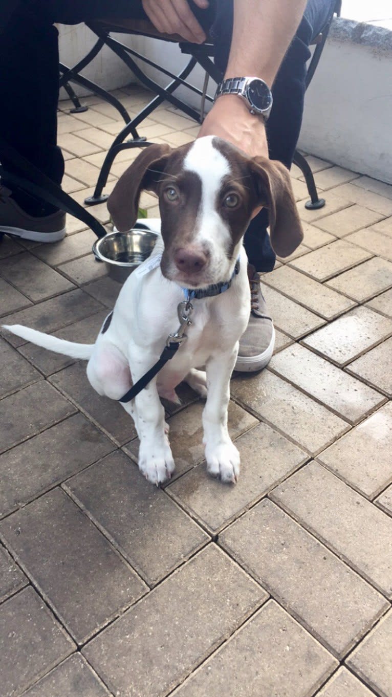 Indy, a Pointer and Australian Shepherd mix tested with EmbarkVet.com