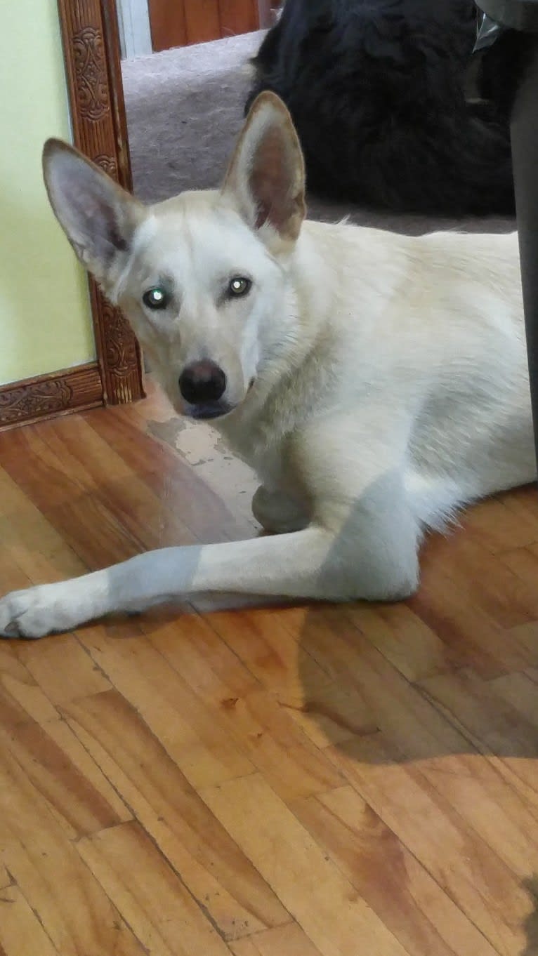 Loki, a Siberian Husky and Australian Cattle Dog mix tested with EmbarkVet.com