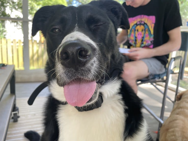 Marlowe Gandalf, a Siberian Husky and Australian Shepherd mix tested with EmbarkVet.com