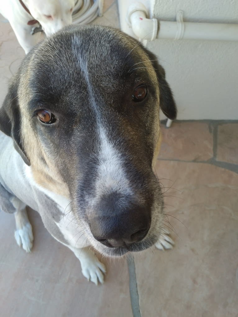 Barrett, an Anatolian Shepherd Dog tested with EmbarkVet.com