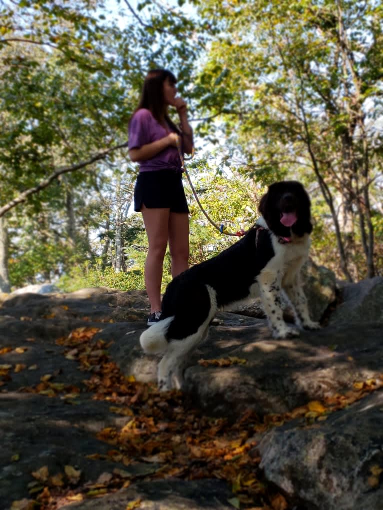 Dolly, a Newfoundland tested with EmbarkVet.com