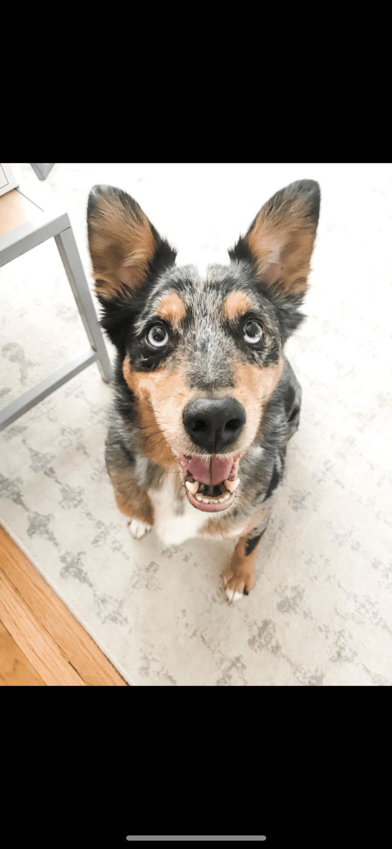 Kaydo, an Australian Shepherd and American Pit Bull Terrier mix tested with EmbarkVet.com