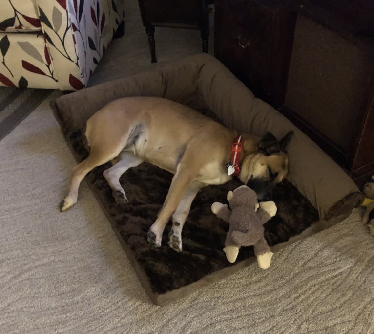 Susie, a Labrador Retriever and Chihuahua mix tested with EmbarkVet.com