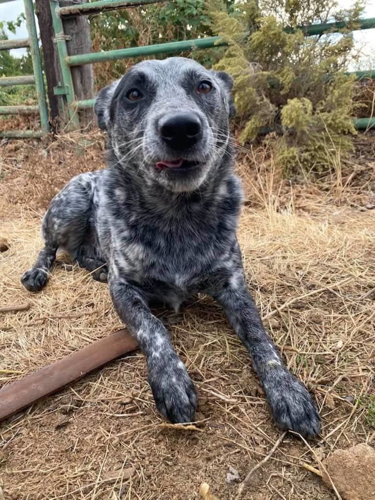 Zip, an Australian Cattle Dog tested with EmbarkVet.com