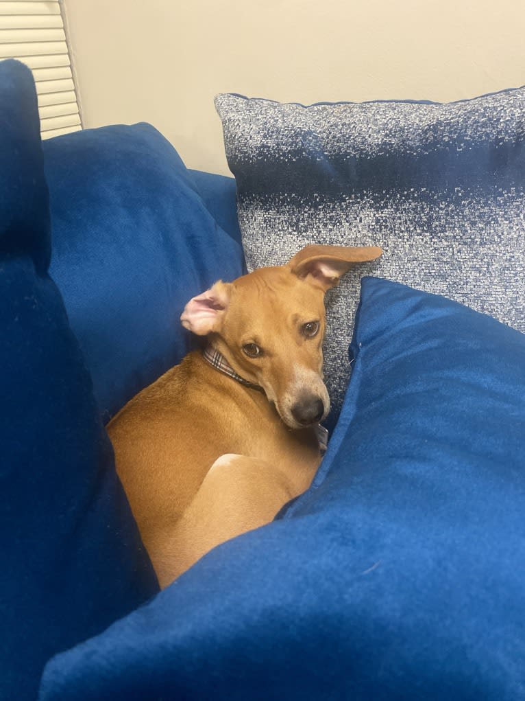 Rook Williams, a Basenji and American English Coonhound mix tested with EmbarkVet.com