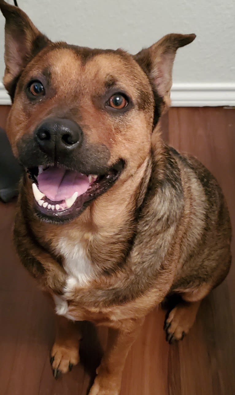 Rocky, an Australian Cattle Dog and American Pit Bull Terrier mix tested with EmbarkVet.com