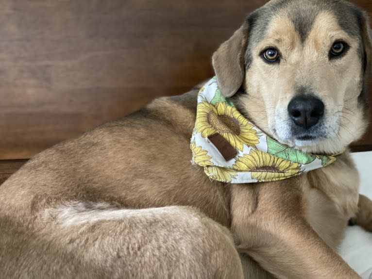 Dixie, a Chow Chow and Siberian Husky mix tested with EmbarkVet.com