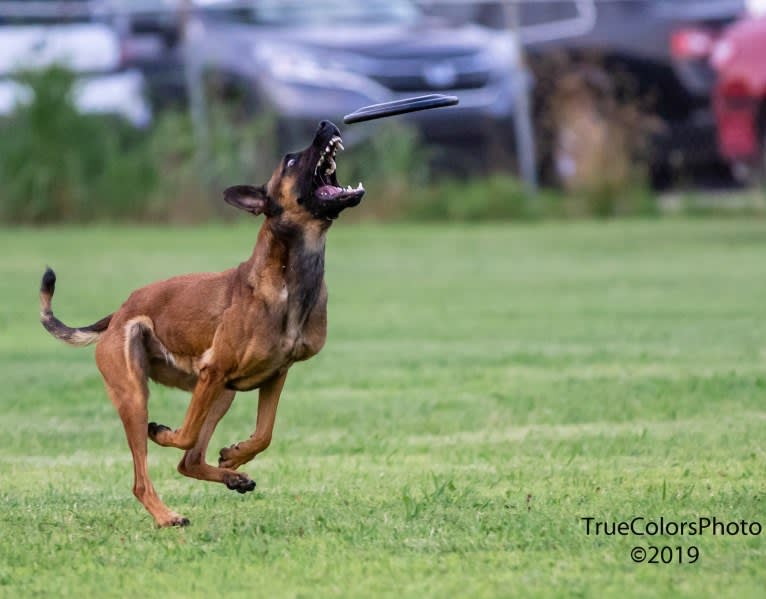 ‘Zilla, a Dutch Shepherd tested with EmbarkVet.com