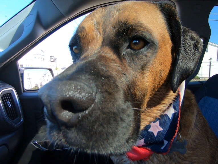 Zeus, a Boxer and American Pit Bull Terrier mix tested with EmbarkVet.com