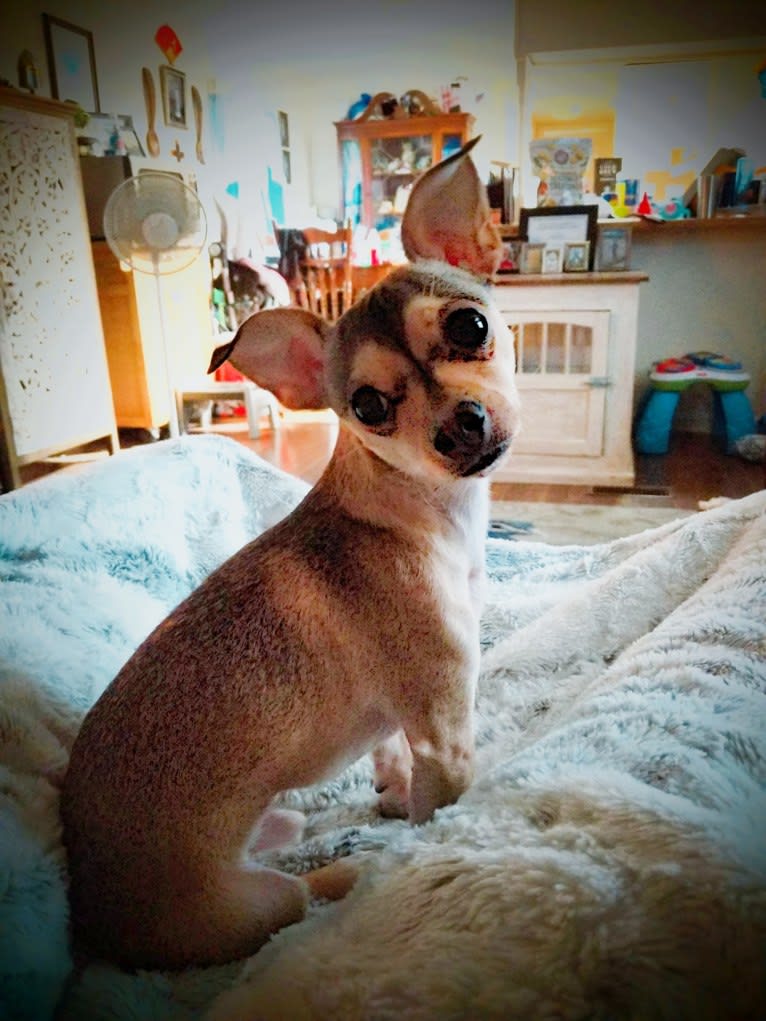 Dexter, a Chihuahua tested with EmbarkVet.com