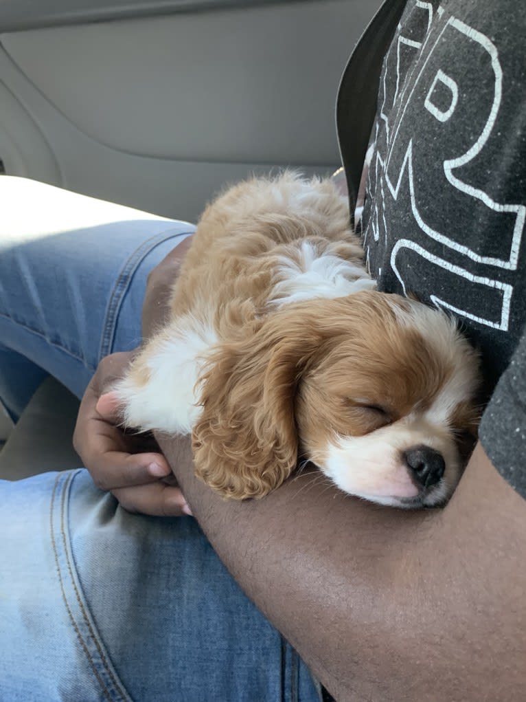 Rose Tyler, a Cavalier King Charles Spaniel tested with EmbarkVet.com