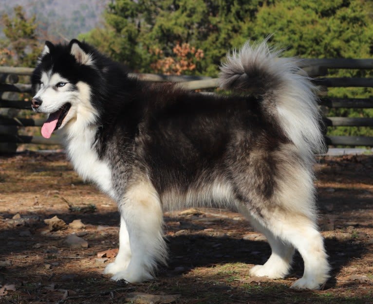 Padfoot, a Siberian Husky tested with EmbarkVet.com