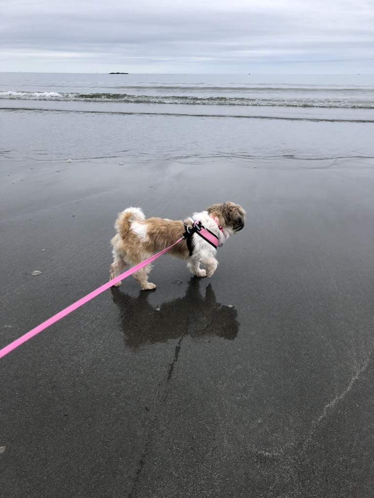 Zoe, a Shih Tzu tested with EmbarkVet.com