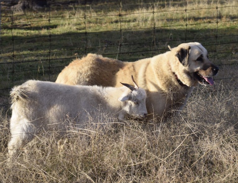 Pasha, an Anatolian Shepherd Dog tested with EmbarkVet.com