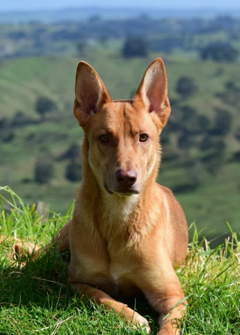 Dax, a German Shepherd Dog and Border Collie mix tested with EmbarkVet.com