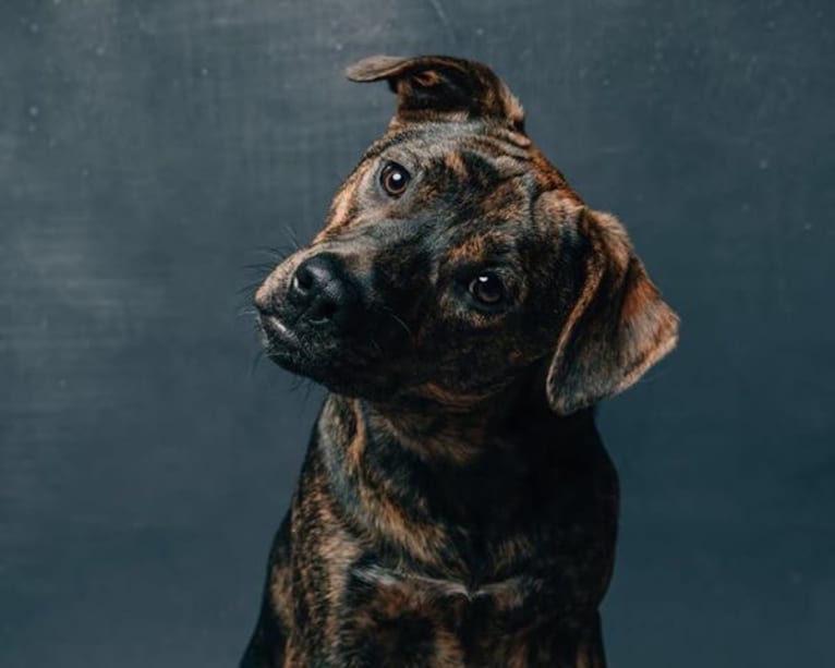 Lola, a Boxer and American Pit Bull Terrier mix tested with EmbarkVet.com