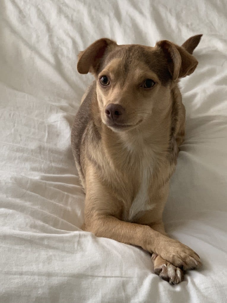 Australian shepherd chihuahua deals