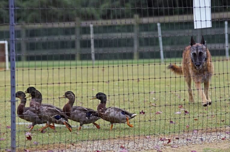 Trooper, a Belgian Shepherd tested with EmbarkVet.com