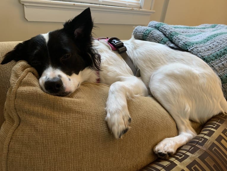 Maisey, an American Village Dog tested with EmbarkVet.com