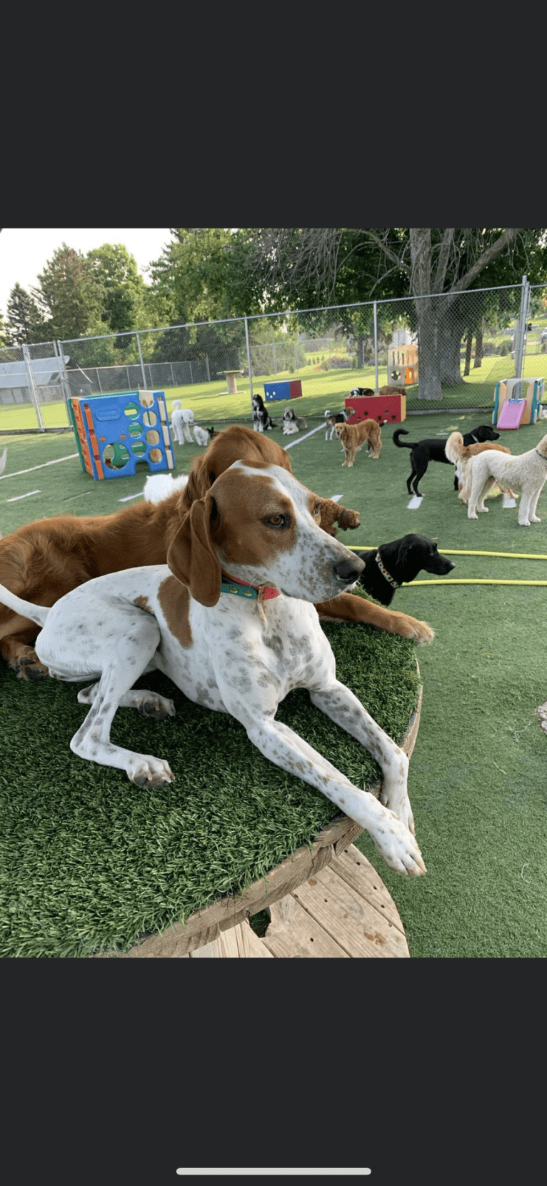 Texie, a Pointer and Llewellin Setter mix tested with EmbarkVet.com