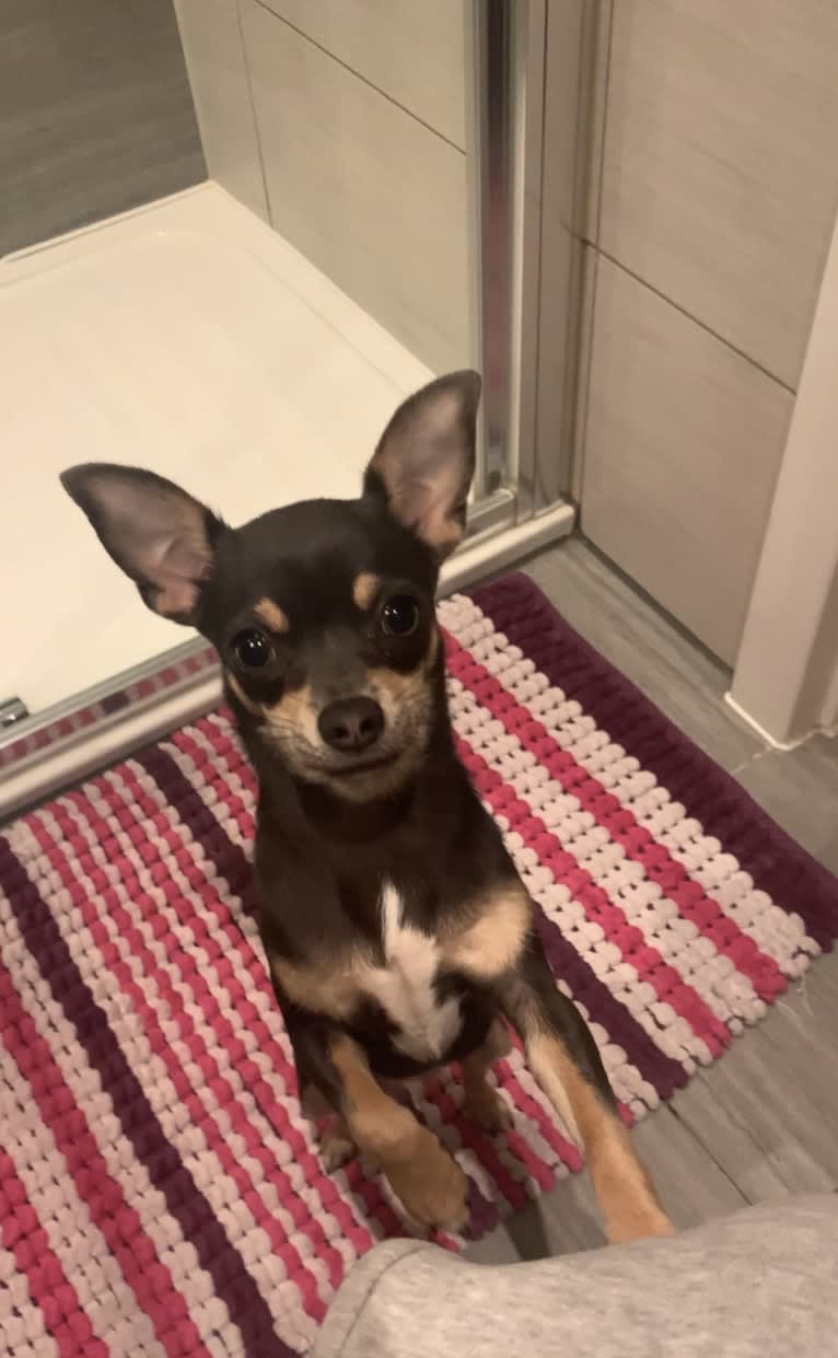 Chanel, a Chihuahua tested with EmbarkVet.com