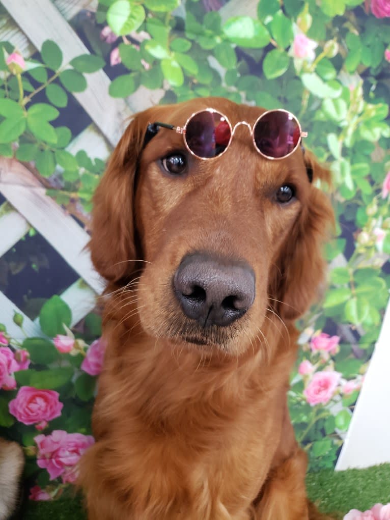 Eclipse, a Golden Retriever tested with EmbarkVet.com