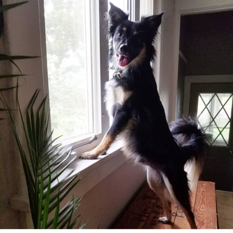 Cooper, an English Shepherd and Pomeranian mix tested with EmbarkVet.com