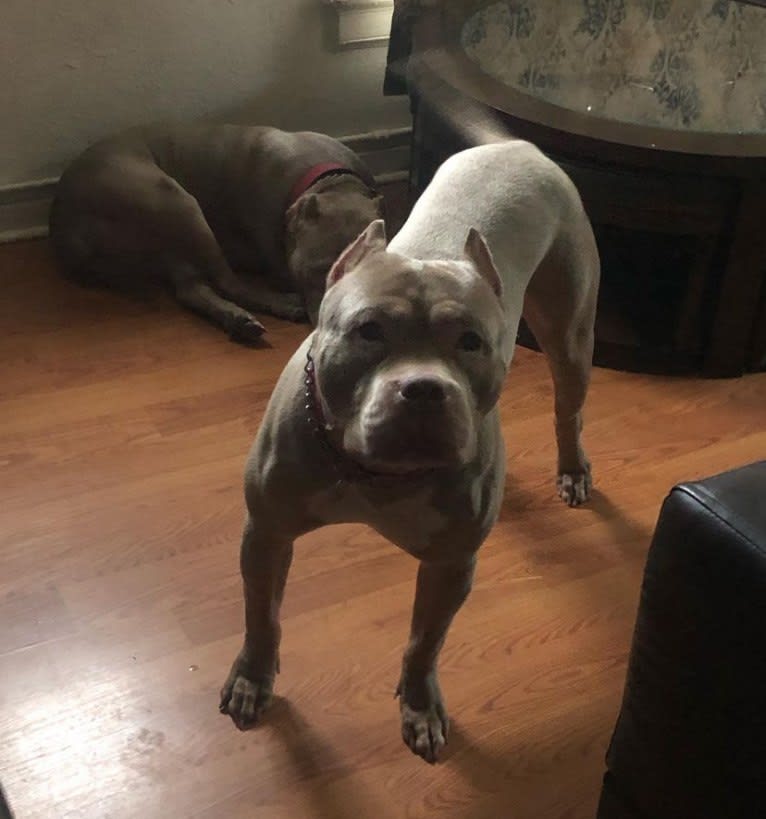Giannis, an American Bully tested with EmbarkVet.com