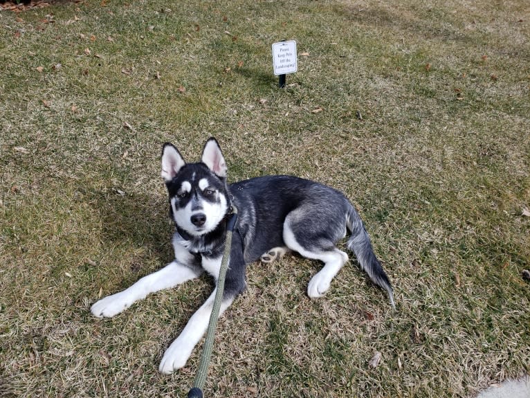 Rocket, a Siberian Husky and Alaskan Malamute mix tested with EmbarkVet.com