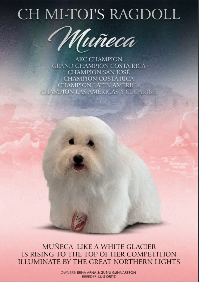 Mi-Toi’s Rag Doll (Muneca), a Coton de Tulear tested with EmbarkVet.com