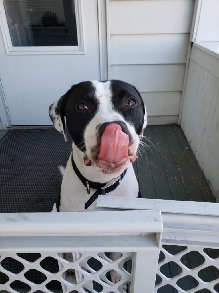 GANT'S OG RUDEBOY "ROCKY", an American Pit Bull Terrier and American Staffordshire Terrier mix tested with EmbarkVet.com