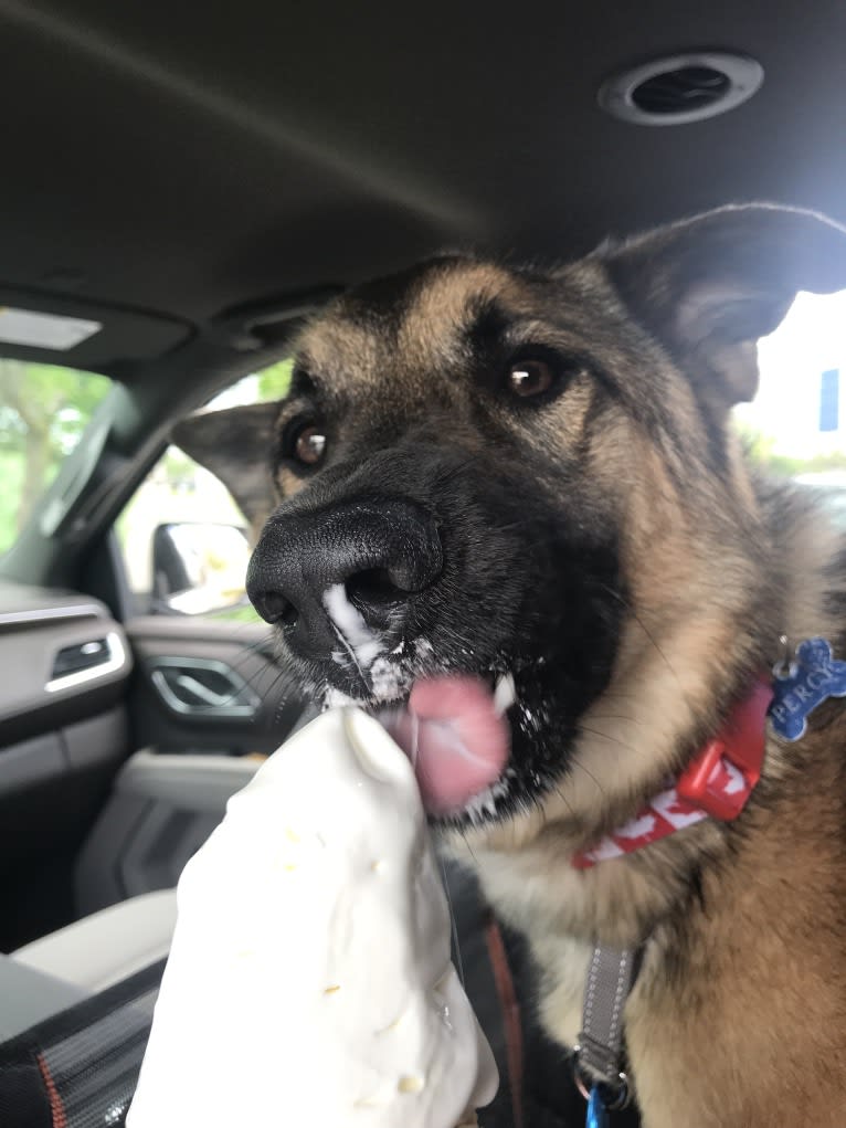 Percy, a Norwegian Elkhound and Australian Cattle Dog mix tested with EmbarkVet.com