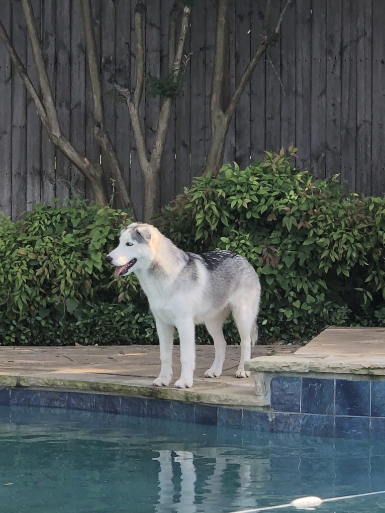 Mansfield, a Siberian Husky and Alaskan Malamute mix tested with EmbarkVet.com