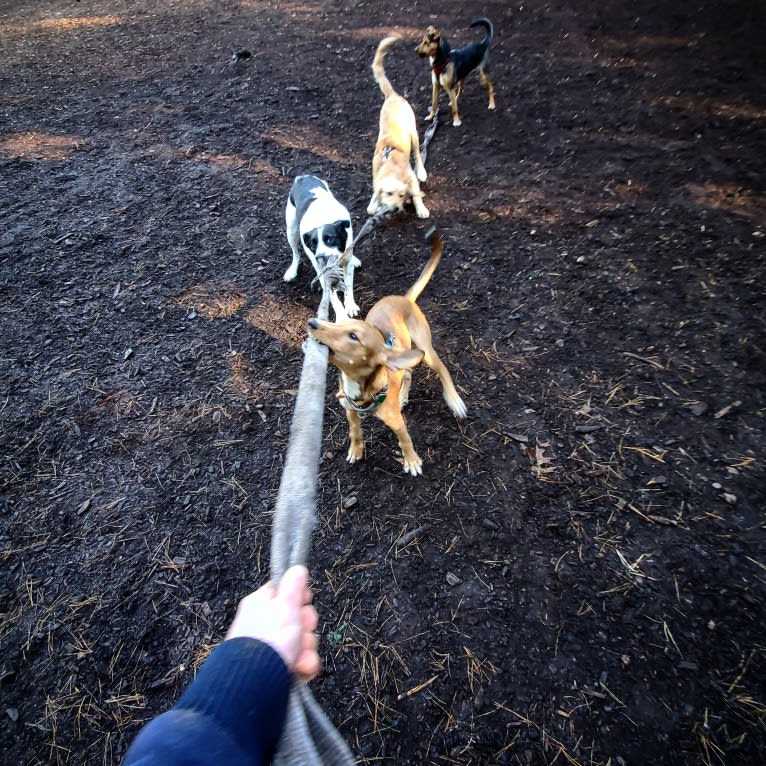 Spaghetti, a Western European Village Dog tested with EmbarkVet.com