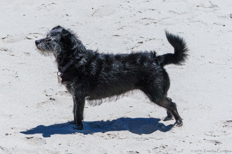 Scruffy, a Poodle (Small) and Chihuahua mix tested with EmbarkVet.com
