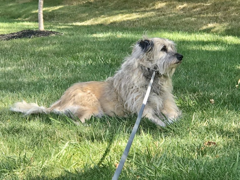 Charybdis, an Arabian Village Dog tested with EmbarkVet.com