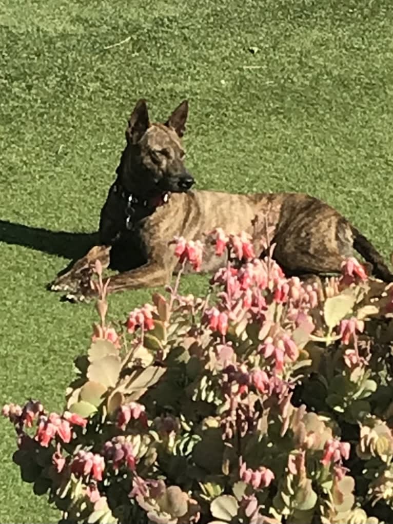 Raya, a Phu Quoc Ridgeback tested with EmbarkVet.com