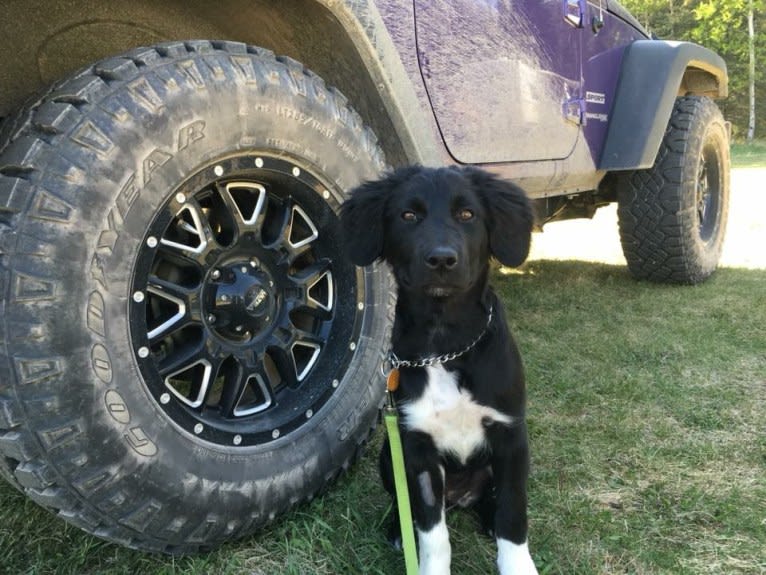 Aloe Vera, a Rottweiler and Border Collie mix tested with EmbarkVet.com