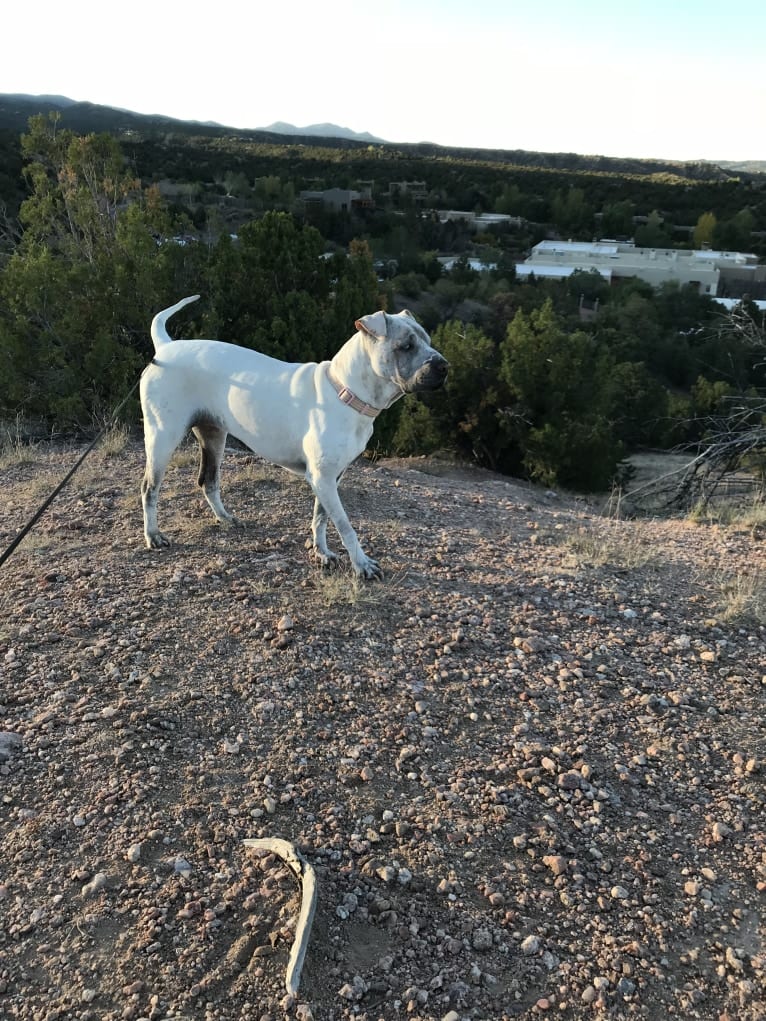 Ava, an American Pit Bull Terrier and Cocker Spaniel mix tested with EmbarkVet.com