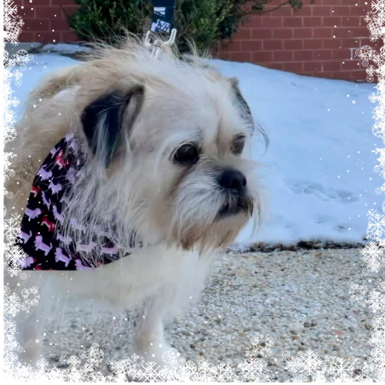 Winston, a Pugapoo tested with EmbarkVet.com