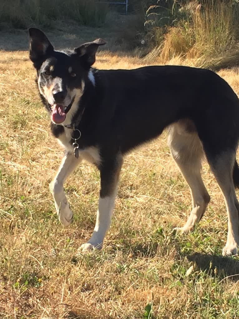 Ollie, a Border Collie tested with EmbarkVet.com