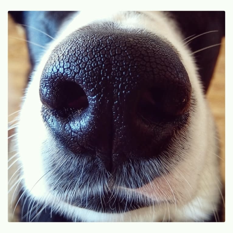 Whisky, an Australian Shepherd and Dalmatian mix tested with EmbarkVet.com