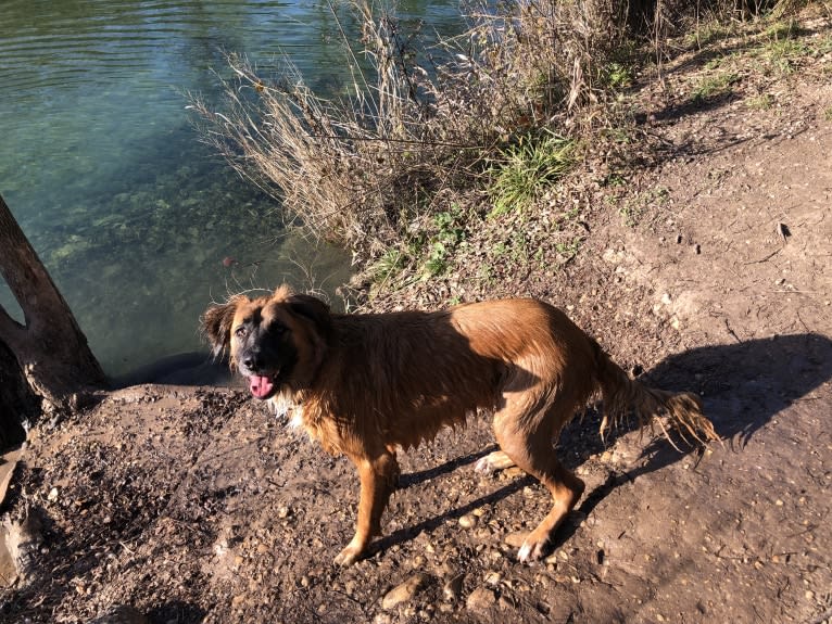 Bodhi, a German Shepherd Dog and Boxer mix tested with EmbarkVet.com