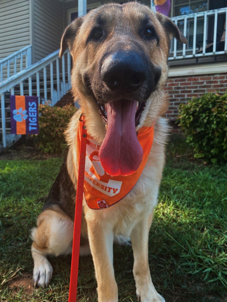 Strider, a German Shepherd Dog tested with EmbarkVet.com